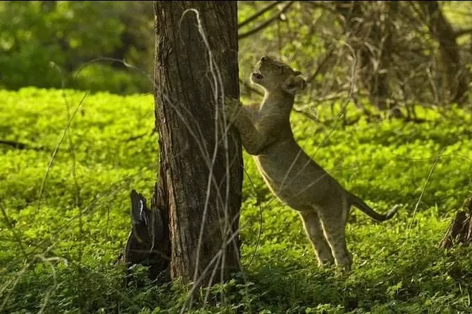 Photo of Etawah Safari Park By Shubham Patel