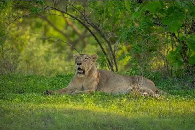 Photo of Etawah Safari Park By Shubham Patel