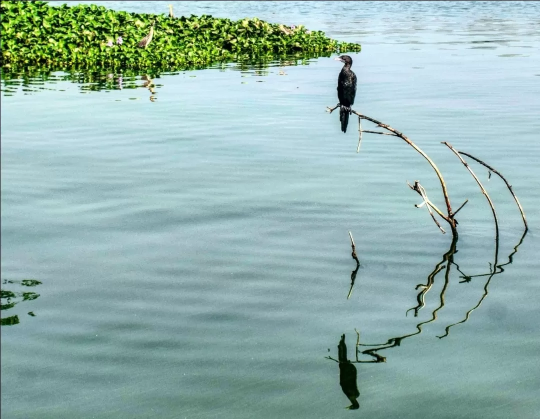 Photo of Alleppey Backwater By Satyaki Acharya