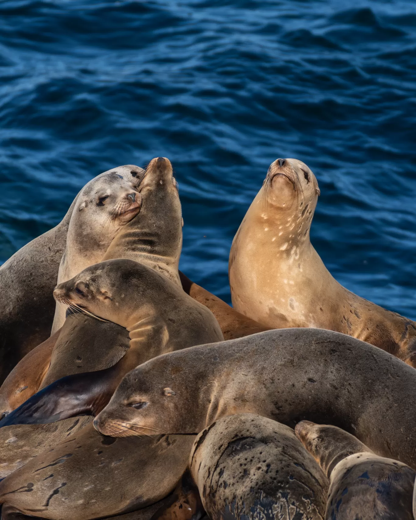 Photo of San Diego By Abhik Manna