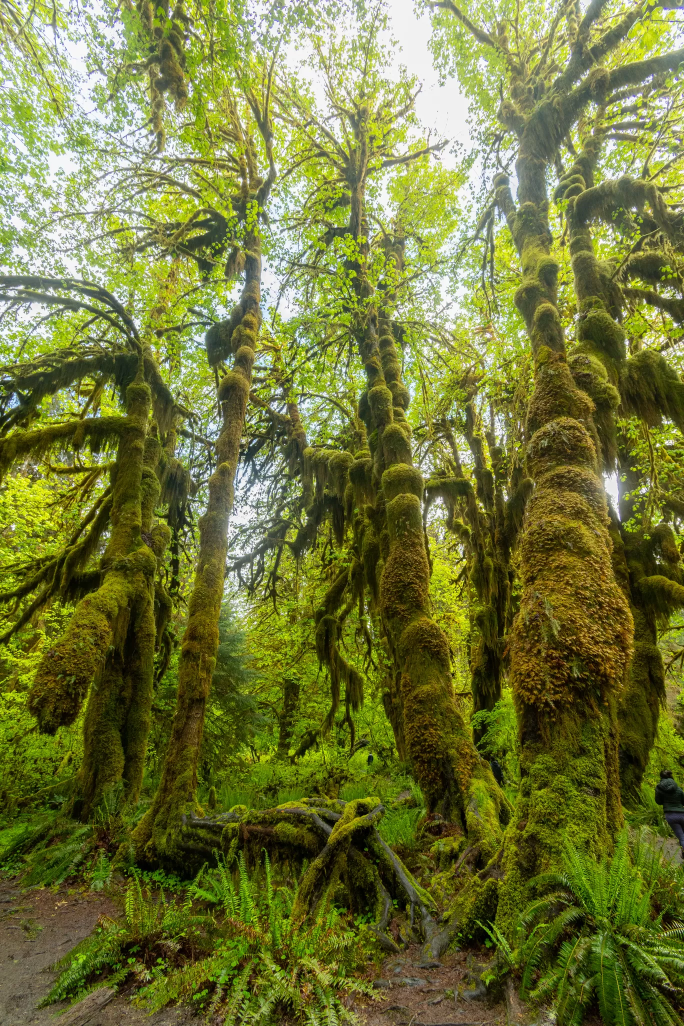 Photo of Olympic National Park By Abhik Manna