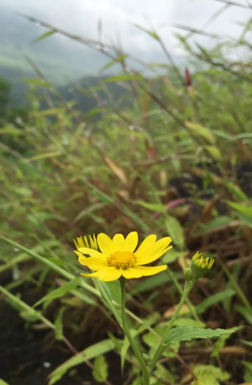 Photo of Raigad Fort By Shivani kondewar