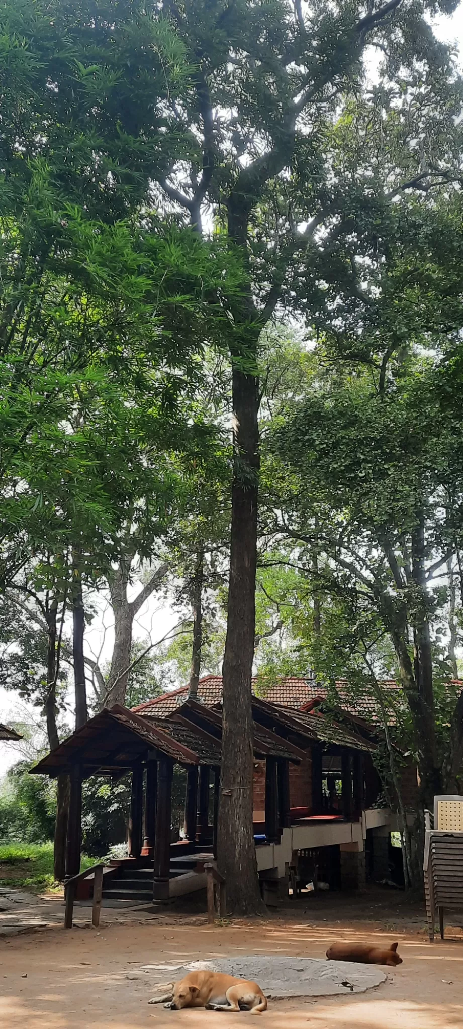 Photo of Coorg By Anvesha Roychowdhury Bhavsar