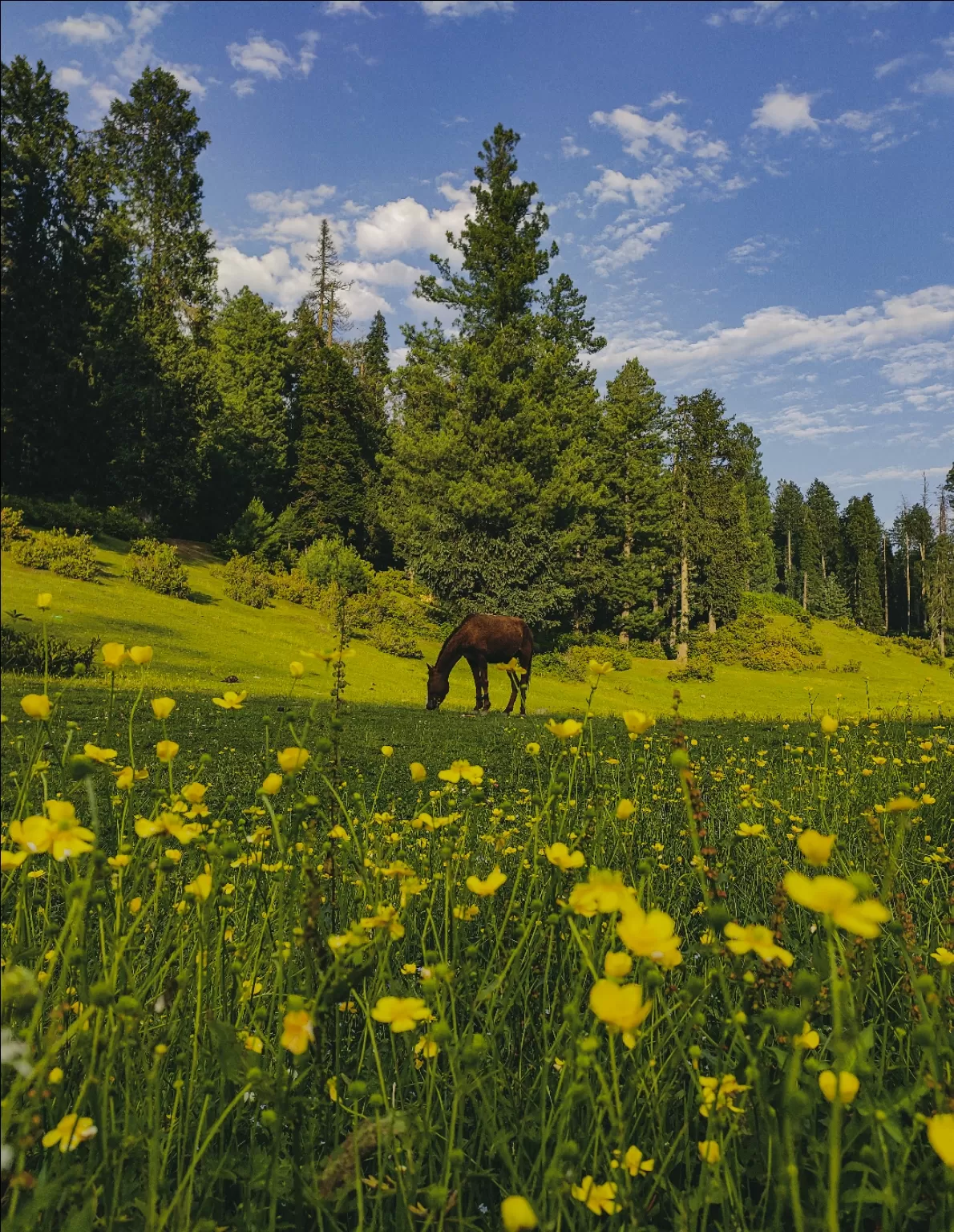 Photo of Kashmir Valley By Aabid Bhat