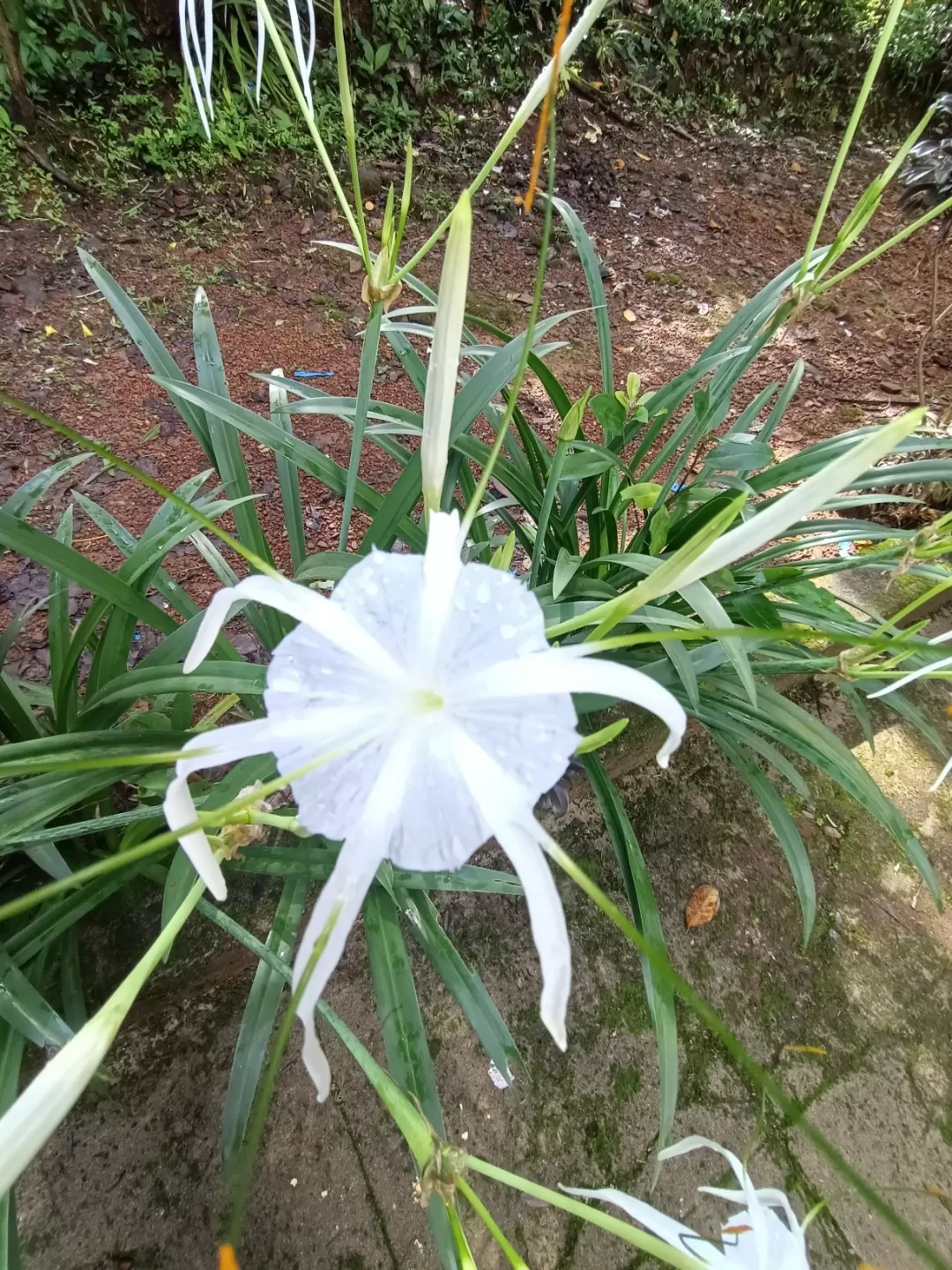 Photo of Sawantwadi By DeniseViolet Borges