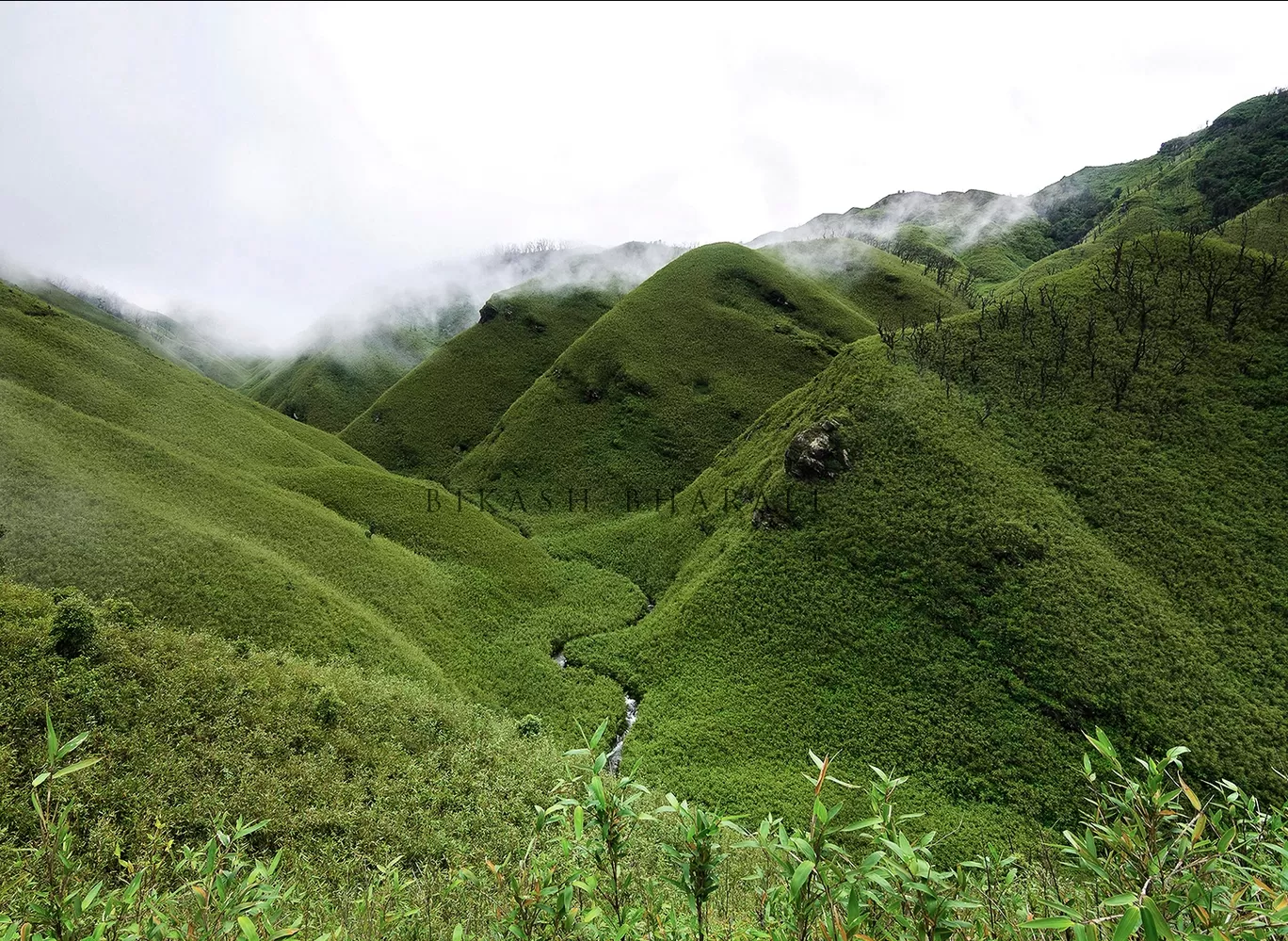 Photo of dzükou valley By Bikash Bharali