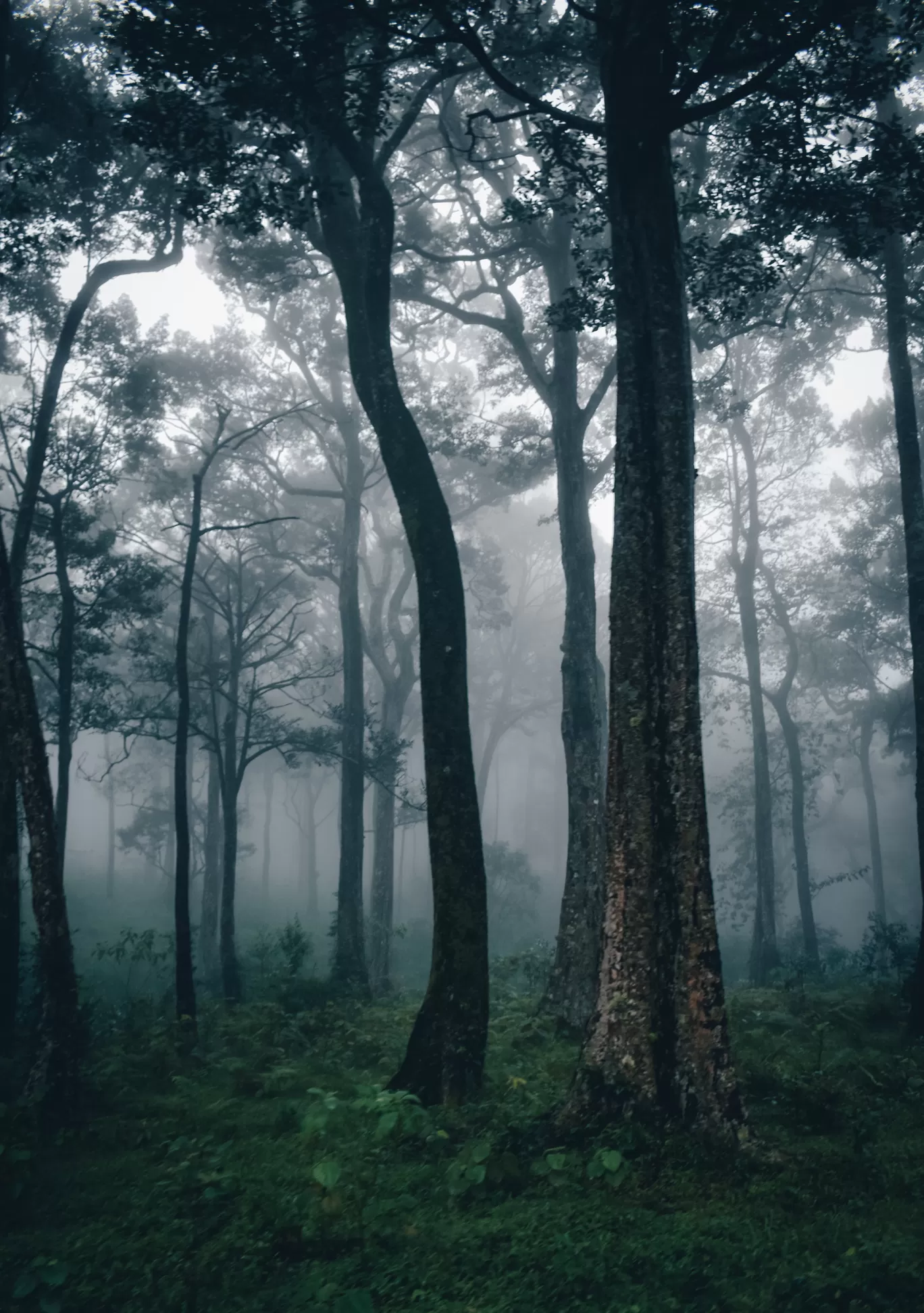 Photo of Manjolai Estate By Vasanth Prabhu