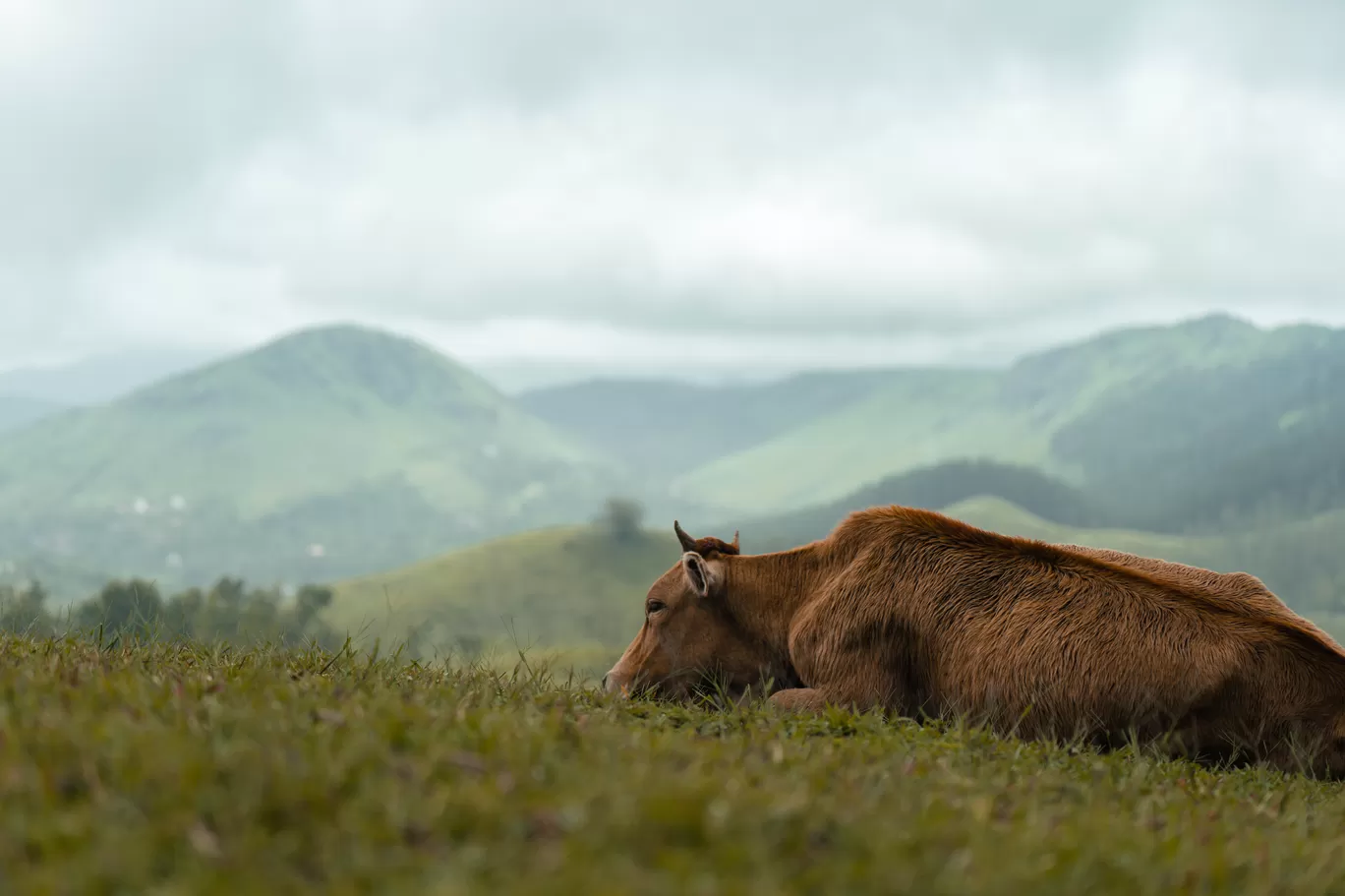 Photo of Vagamon Meadows By Saurabh Kishan