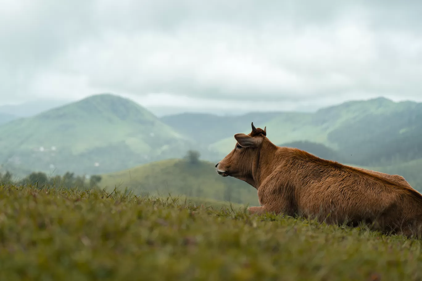 Photo of Vagamon Meadows By Saurabh Kishan