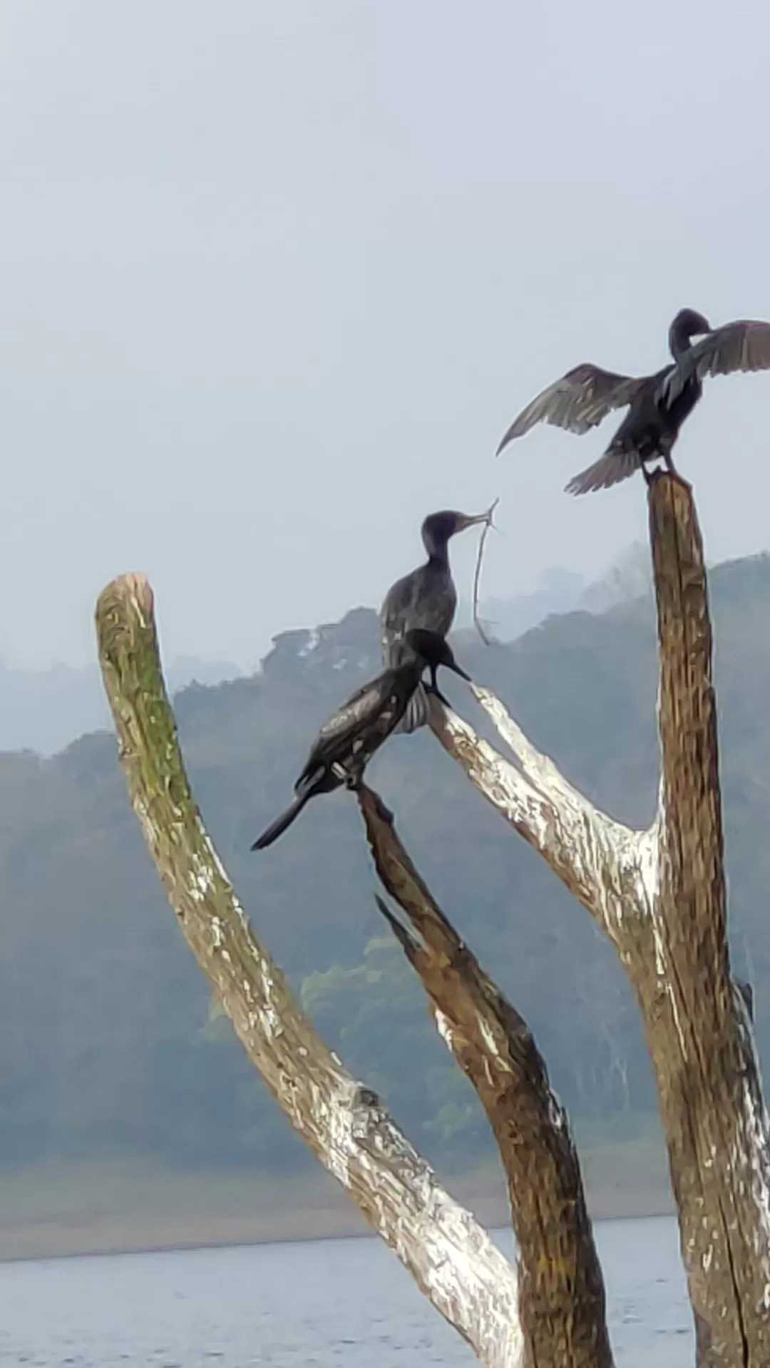 Photo of Thekkady By Prakash Jude