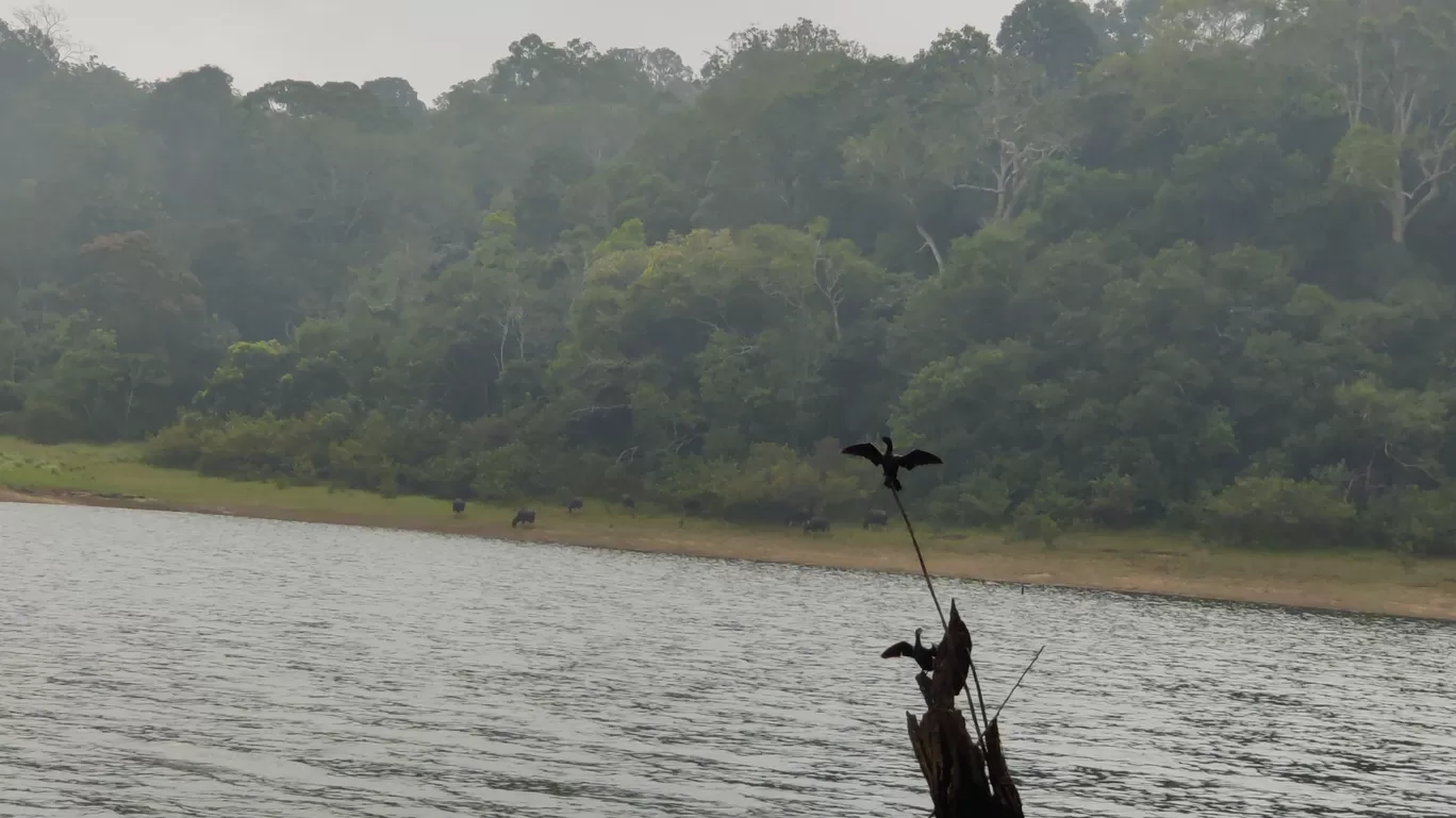 Photo of Thekkady By Prakash Jude