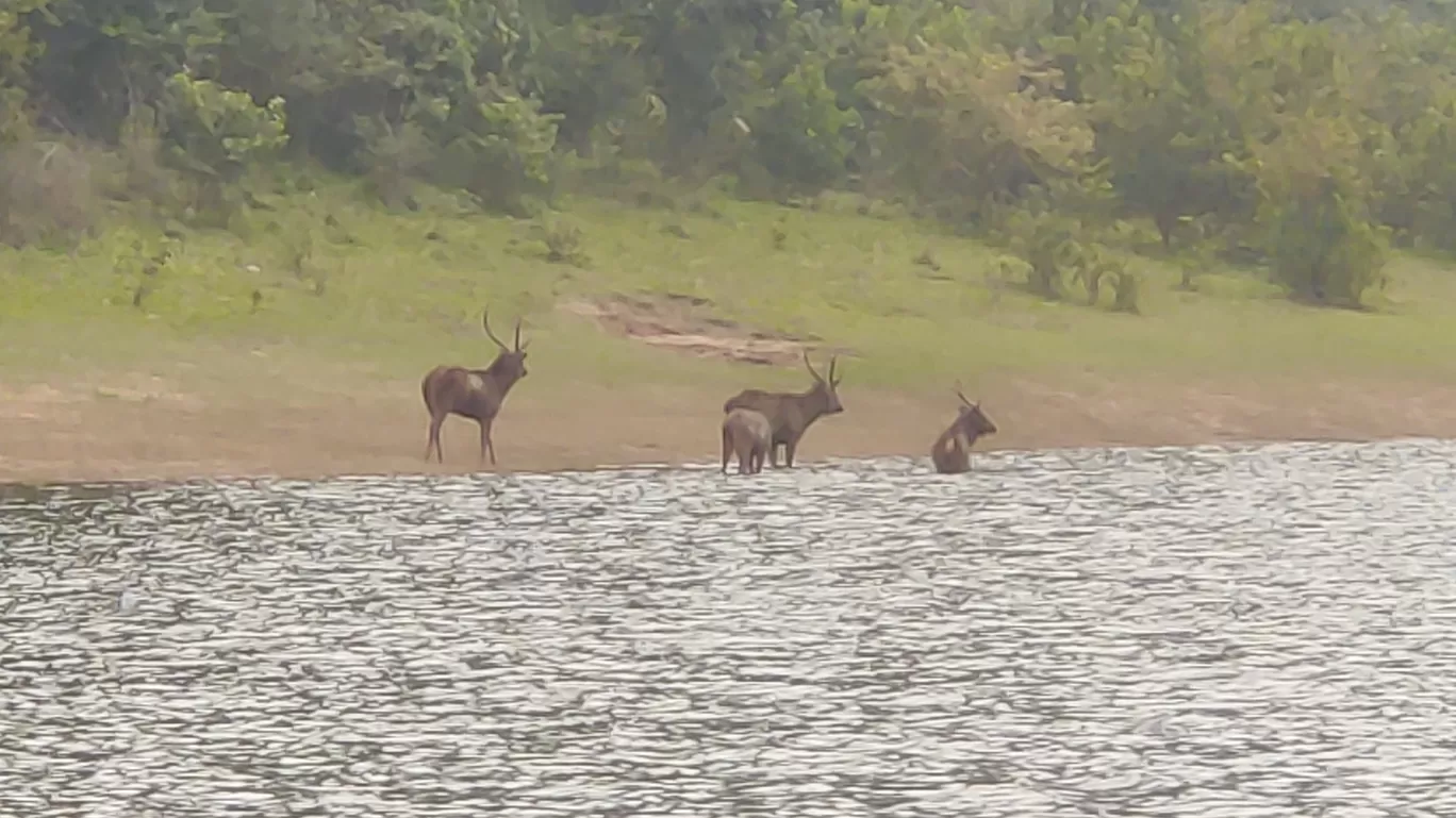 Photo of Thekkady By Prakash Jude