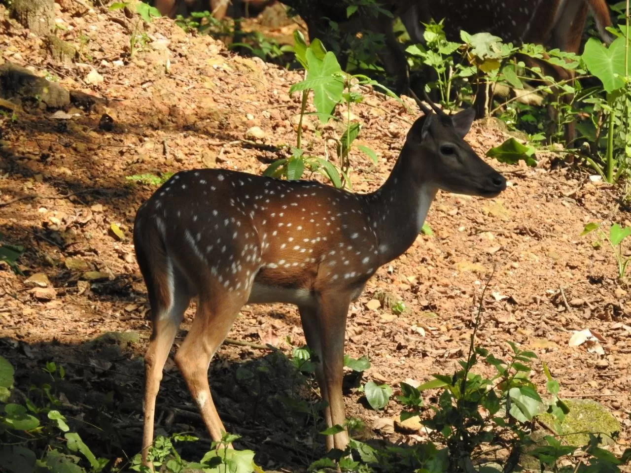 Photo of Wayanad By Rohit Narayan R