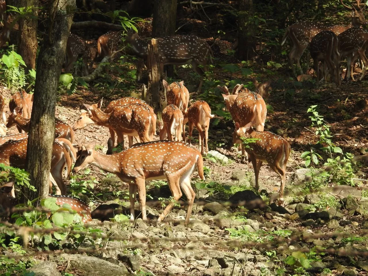 Photo of Wayanad By Rohit Narayan R