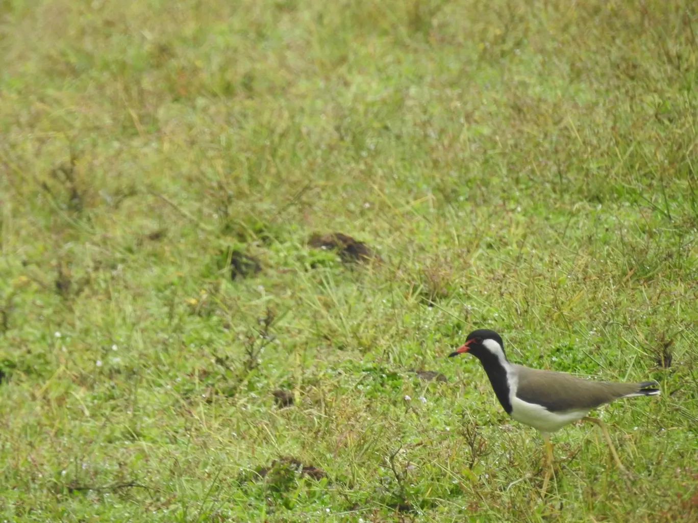Photo of Wayanad By Rohit Narayan R