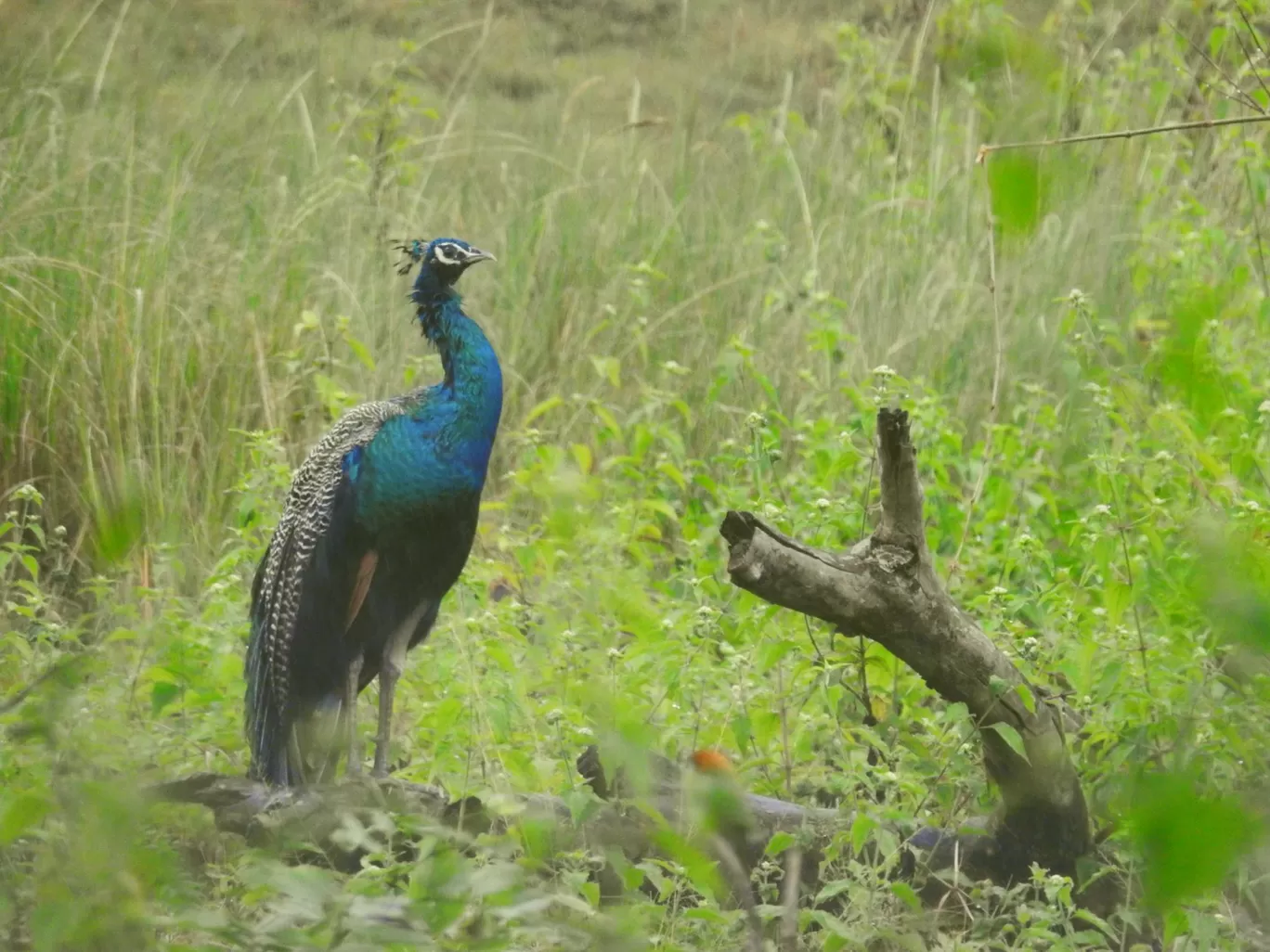 Photo of Wayanad By Rohit Narayan R