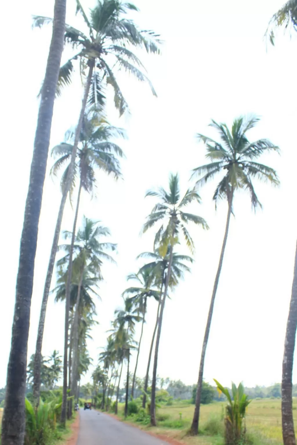 Photo of Parra By Mr. Wanderer