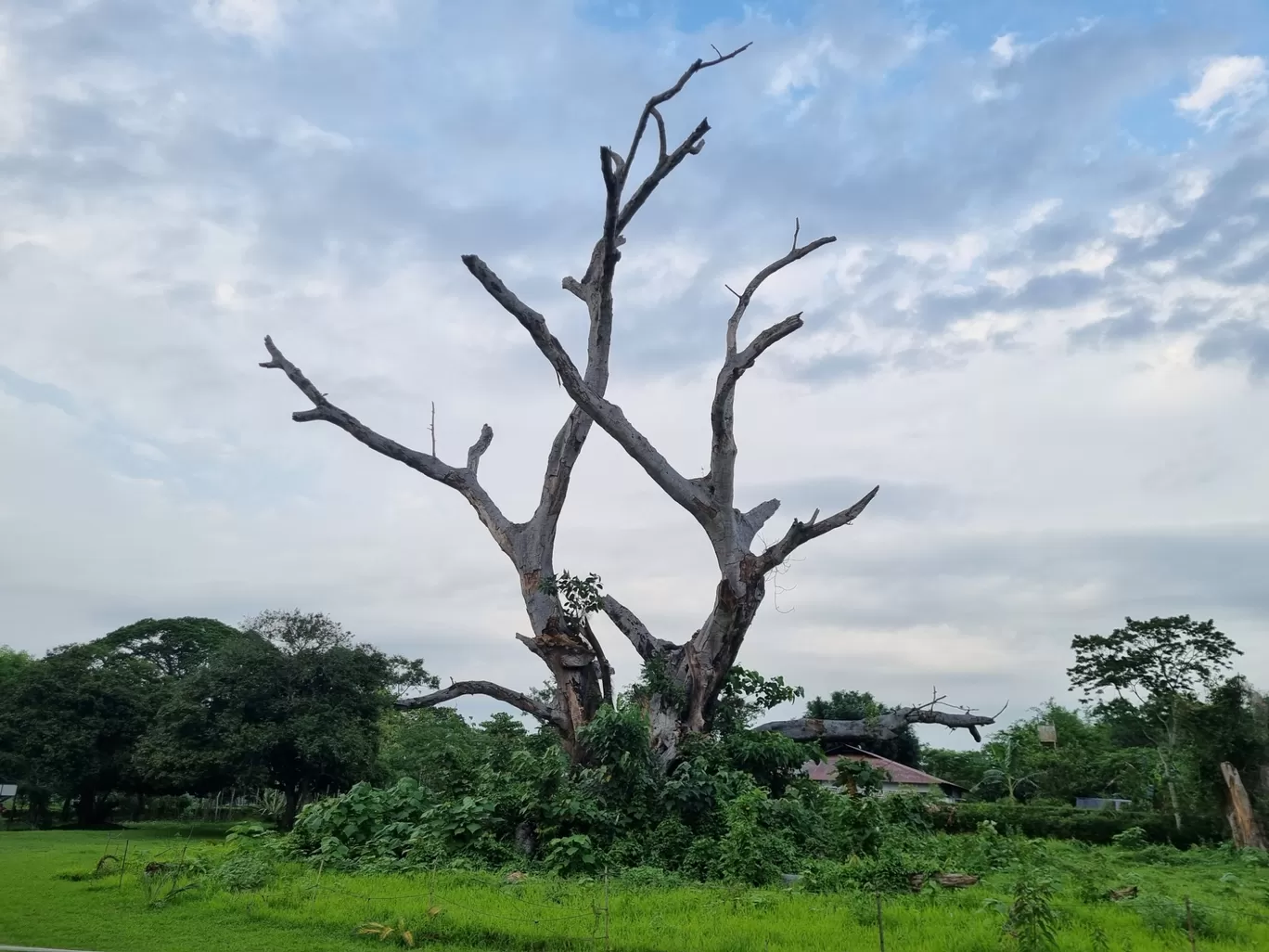 Photo of Banyan Grove By Parangam Goswami