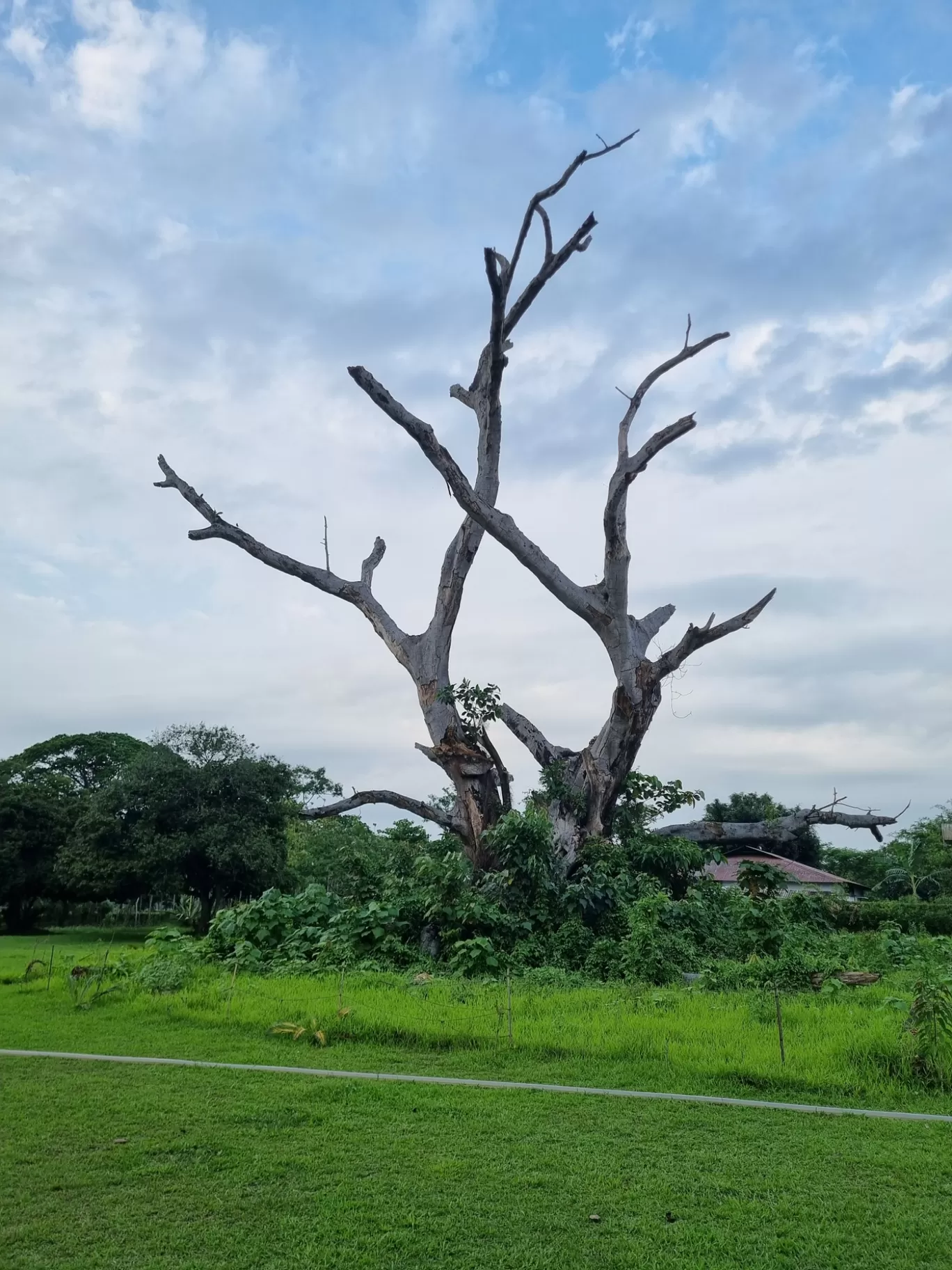 Photo of Banyan Grove By Parangam Goswami