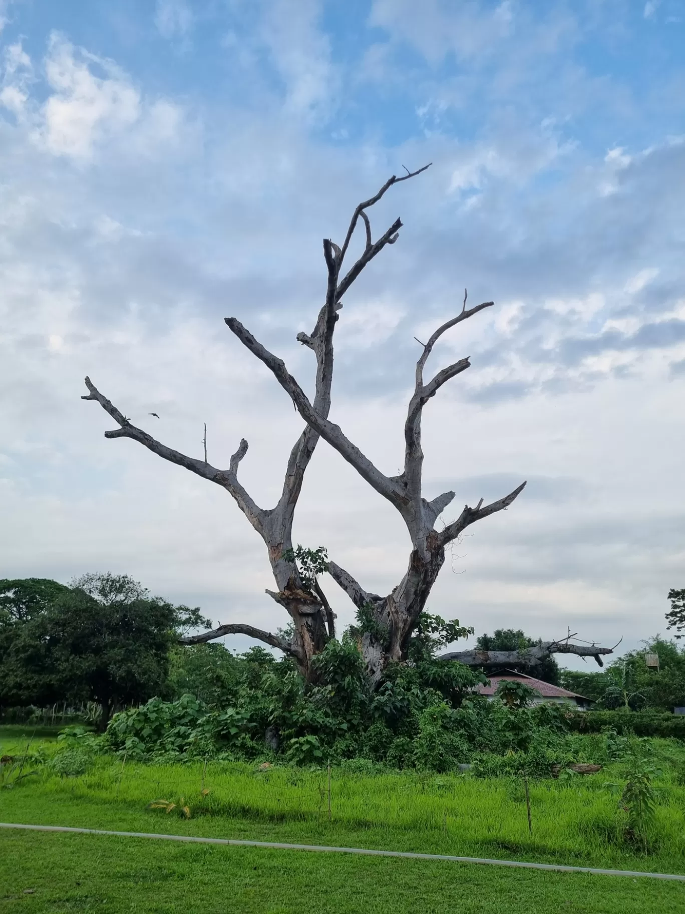 Photo of Banyan Grove By Parangam Goswami