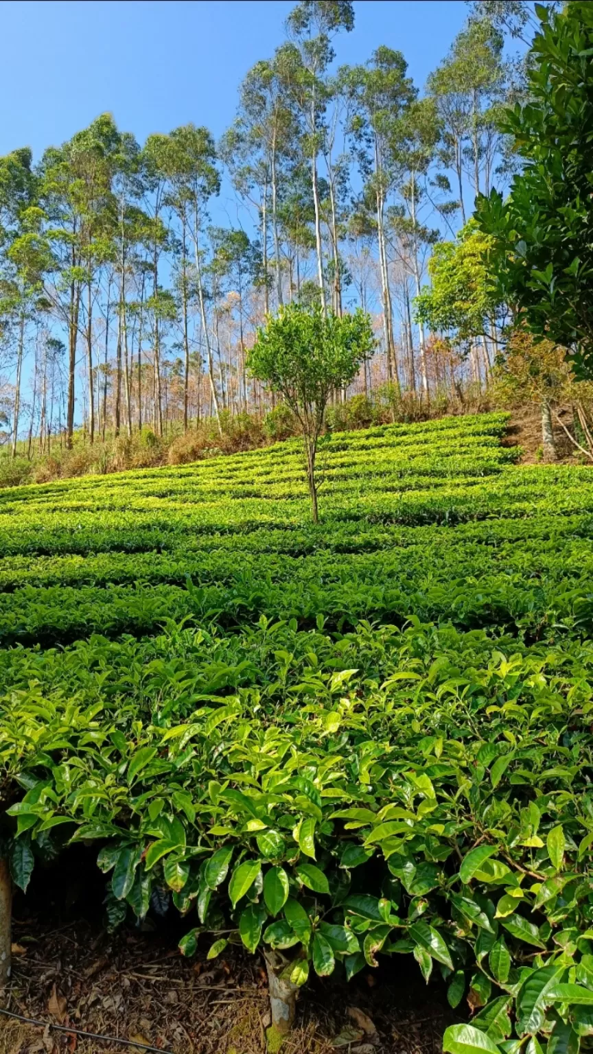 Photo of Munnar By Sriparna Karmakar