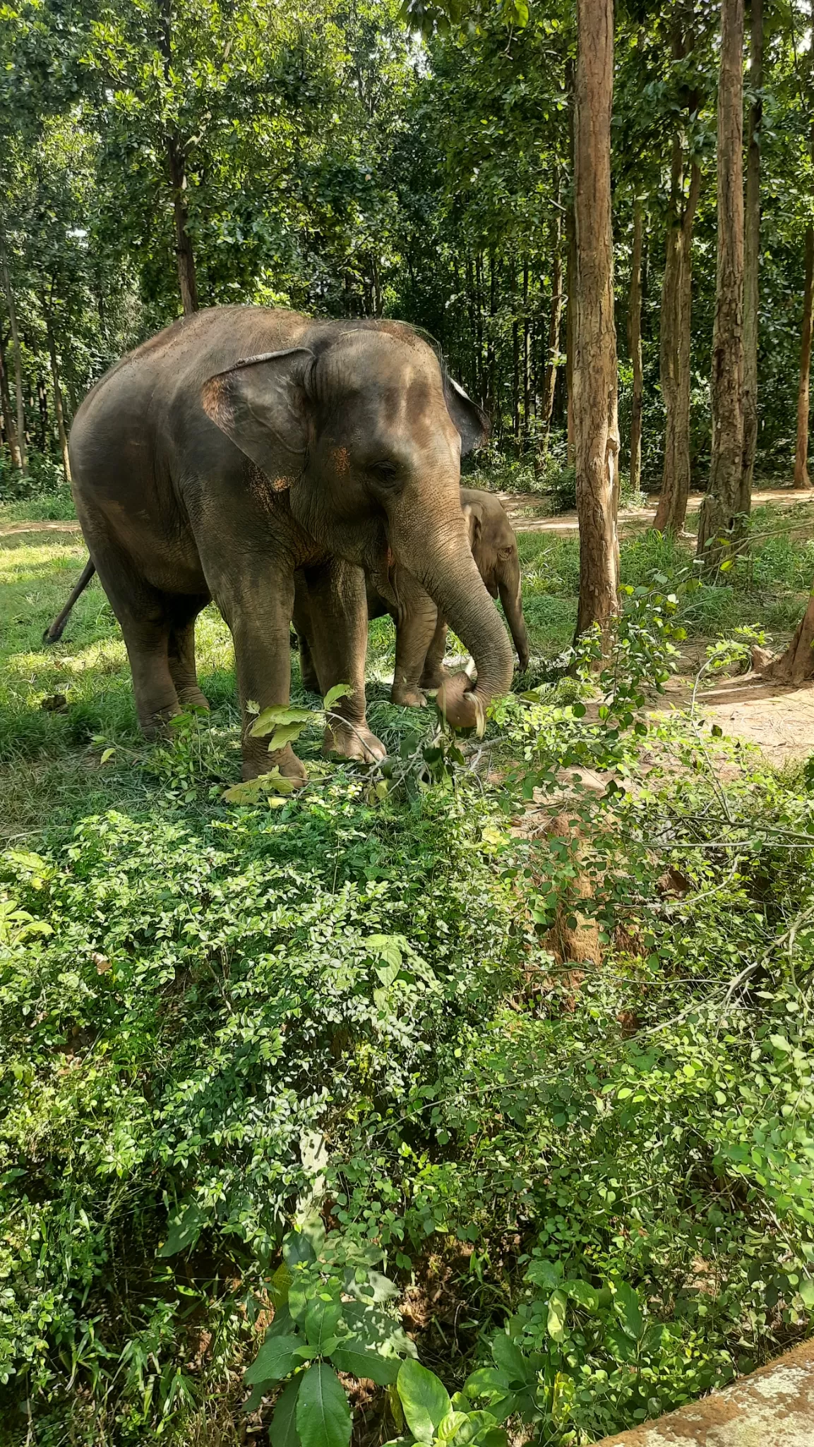 Photo of Bhagwan Birsa Biological Park By Shashwat