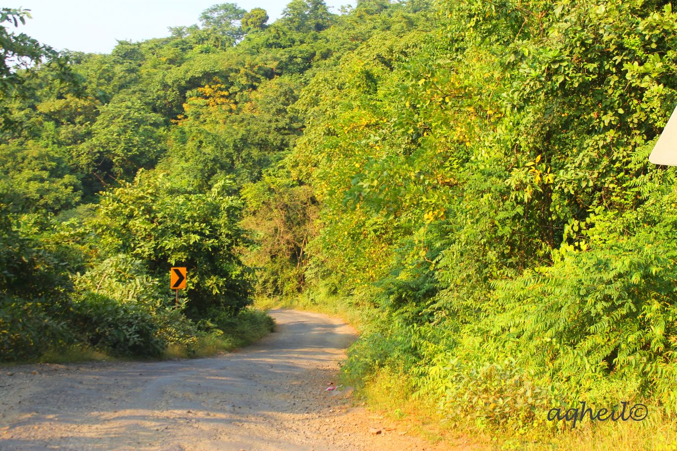 Photo of Forest Drive to Konkan By Akhil Gaur