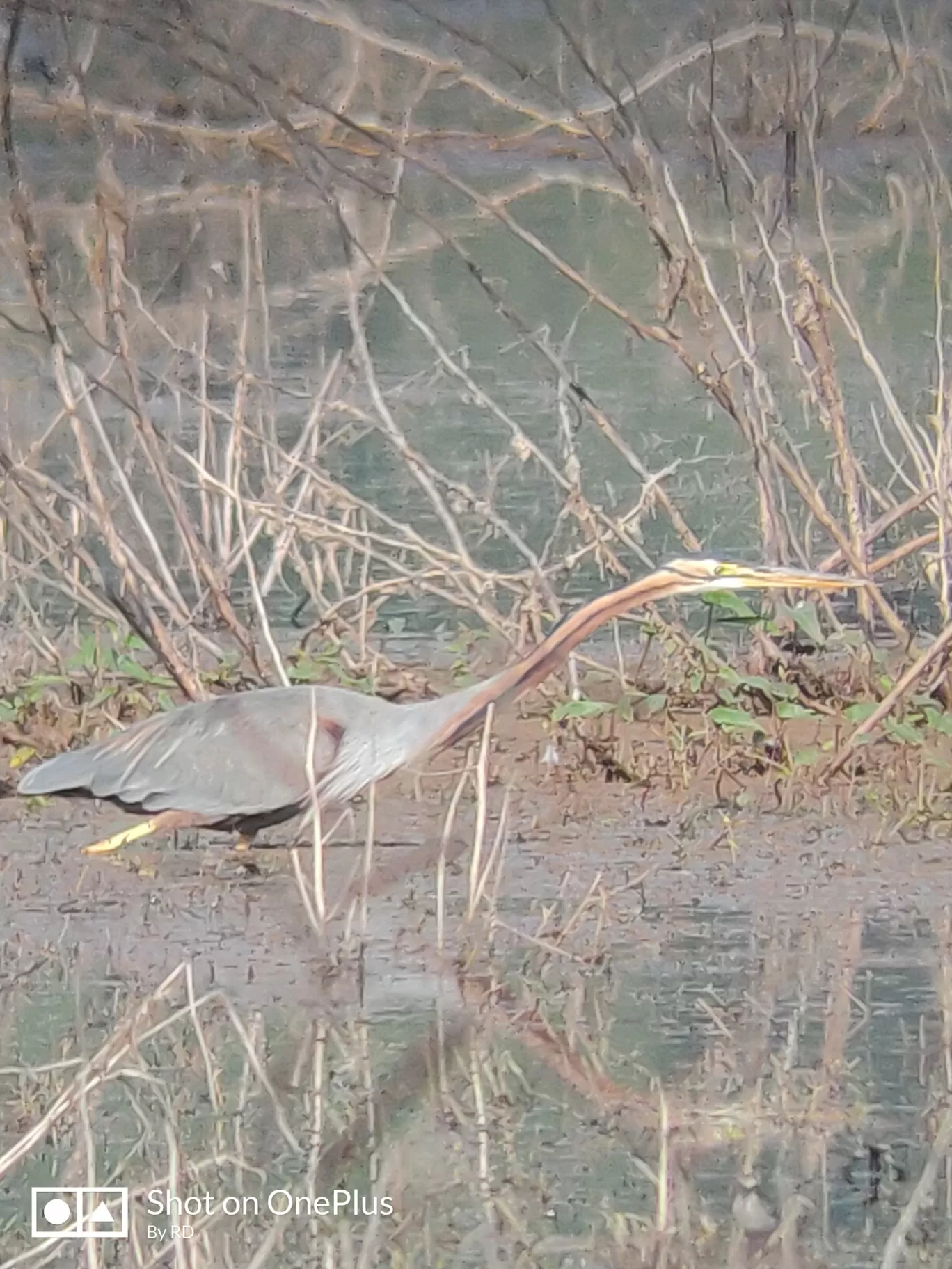 Photo of Bharatpur By ritudhankar30