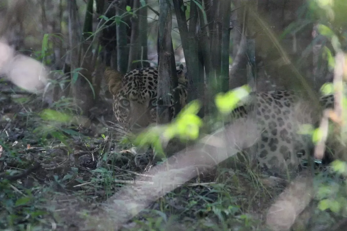 Photo of Tadoba Andhari Tiger Reserve By Naval Shiralkar