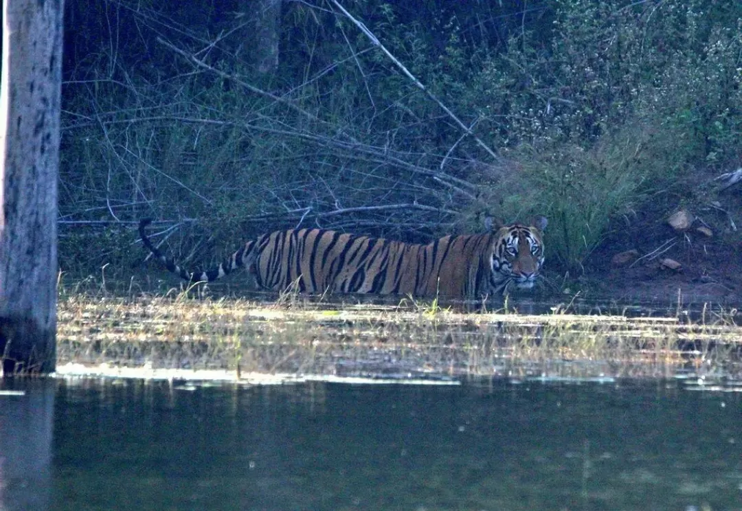 Photo of Tadoba Andhari Tiger Reserve By Naval Shiralkar