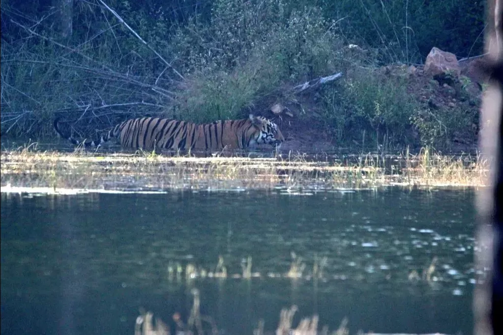 Photo of Tadoba Andhari Tiger Reserve By Naval Shiralkar