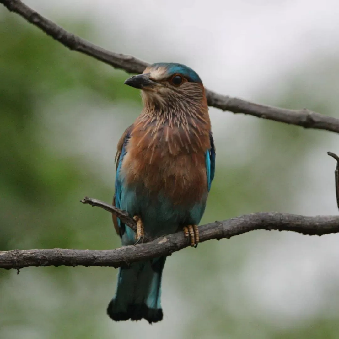 Photo of Tadoba Andhari Tiger Reserve By Naval Shiralkar