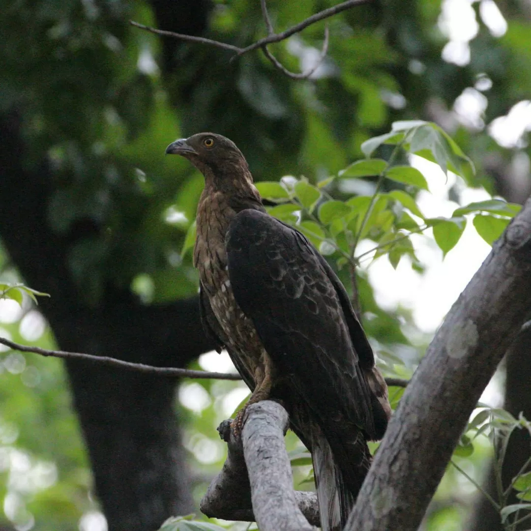 Photo of Tadoba Andhari Tiger Reserve By Naval Shiralkar