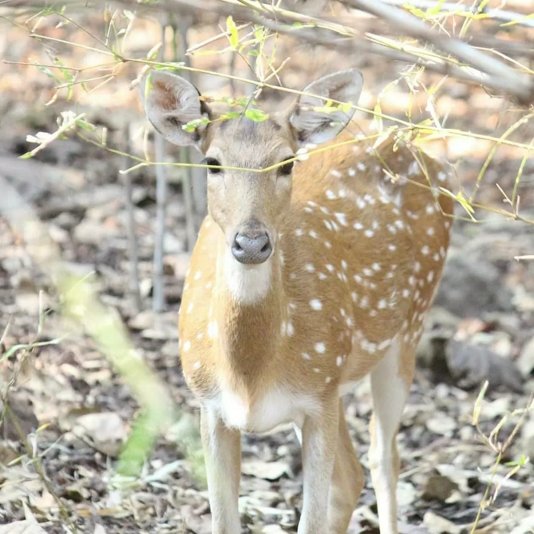 Photo of Tadoba Andhari Tiger Reserve By Naval Shiralkar