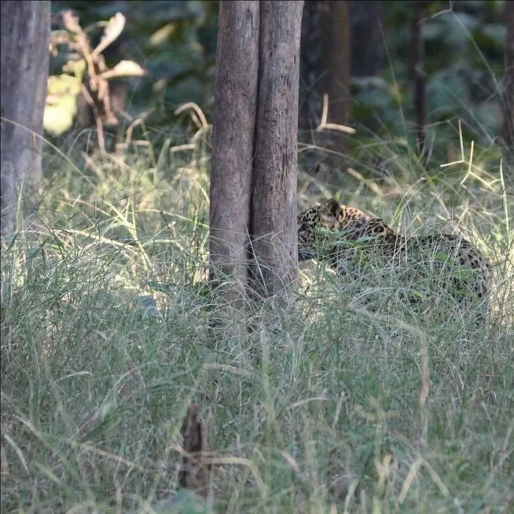 Photo of Tadoba Andhari Tiger Reserve By Naval Shiralkar