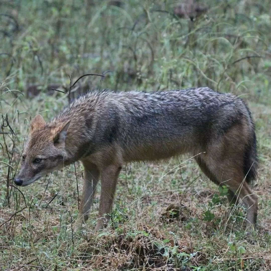 Photo of Tadoba Andhari Tiger Reserve By Naval Shiralkar