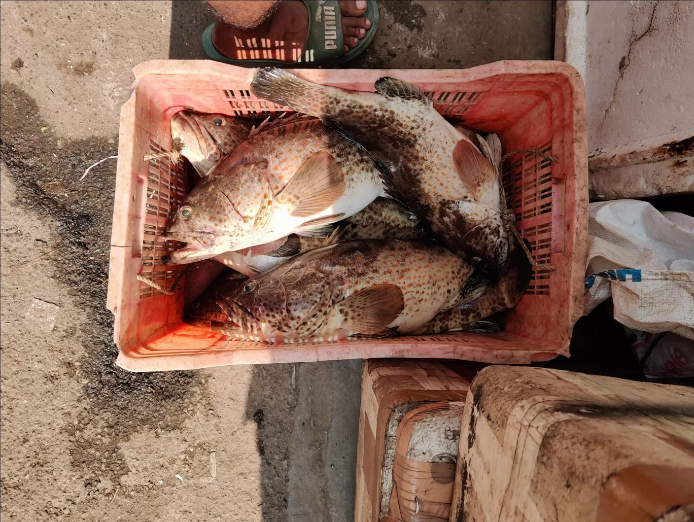 Photo of Koliwada By Purgatory