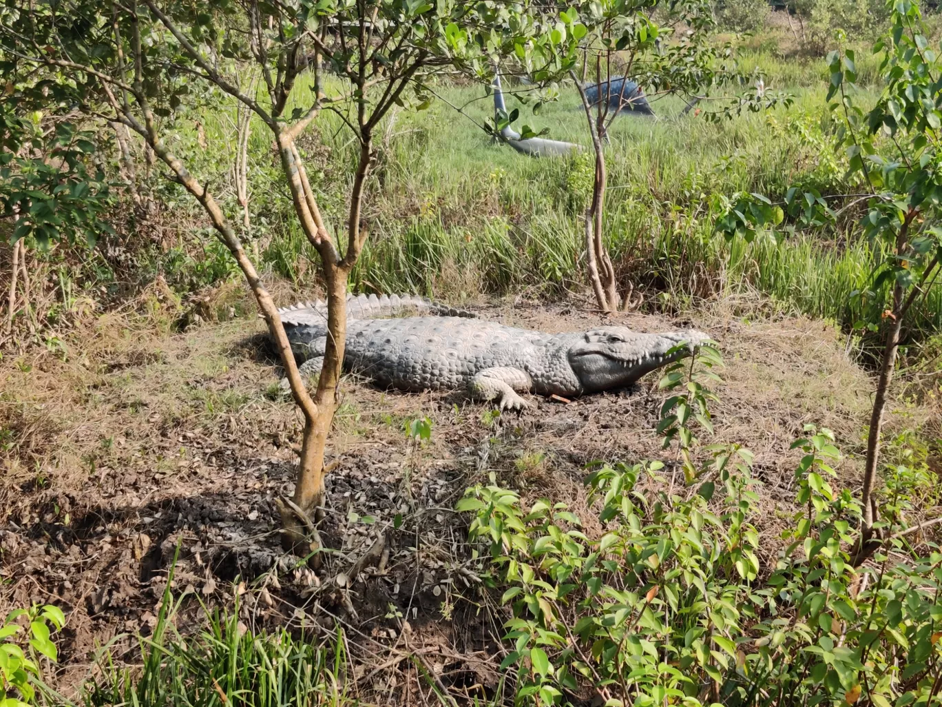 Photo of Coringa Wildlife Sanctuary By Debasish Panda