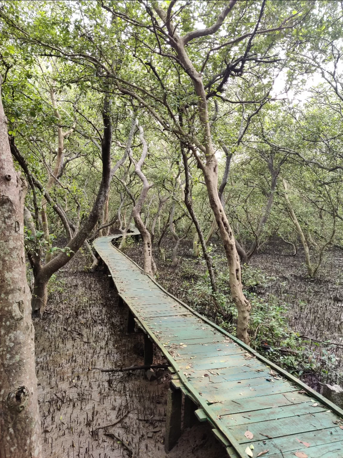 Photo of Coringa Wildlife Sanctuary By Debasish Panda