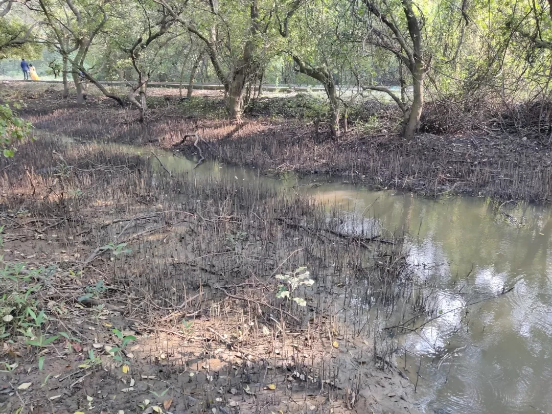 Photo of Coringa Wildlife Sanctuary By Debasish Panda