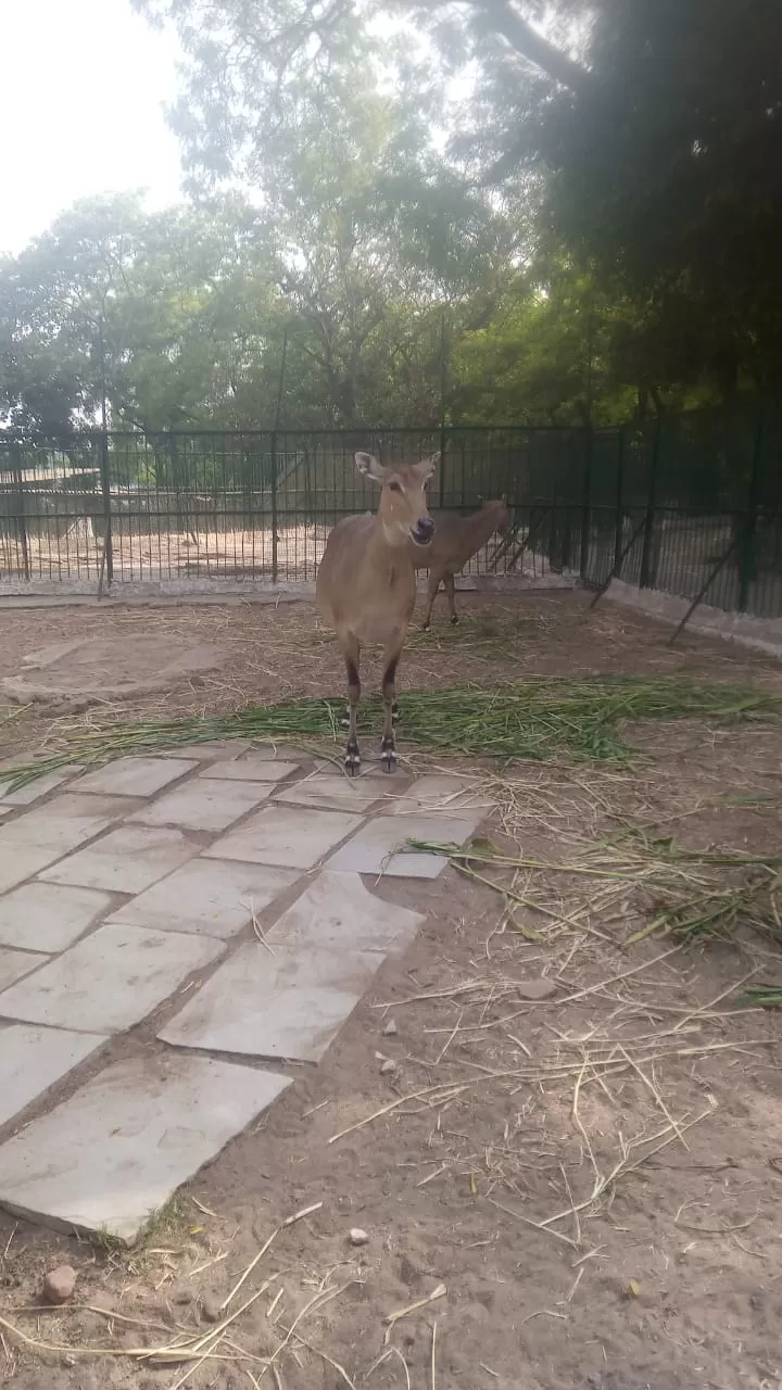 Photo of Kankaria Zoo By Rishi Hemdev