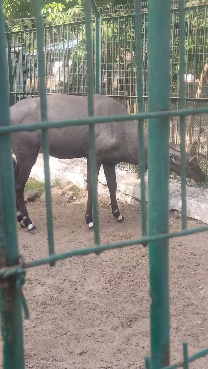 Photo of Kankaria Zoo By Rishi Hemdev