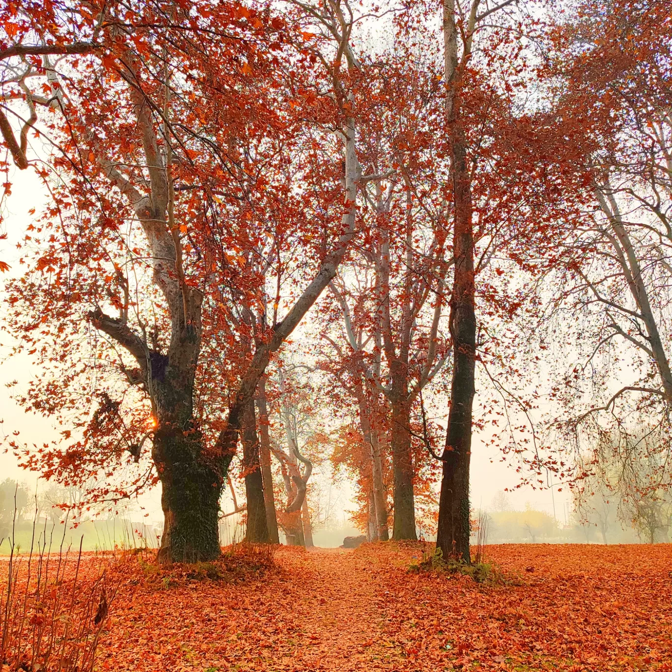 Photo of Nishat Bagh By Mosisz Photography