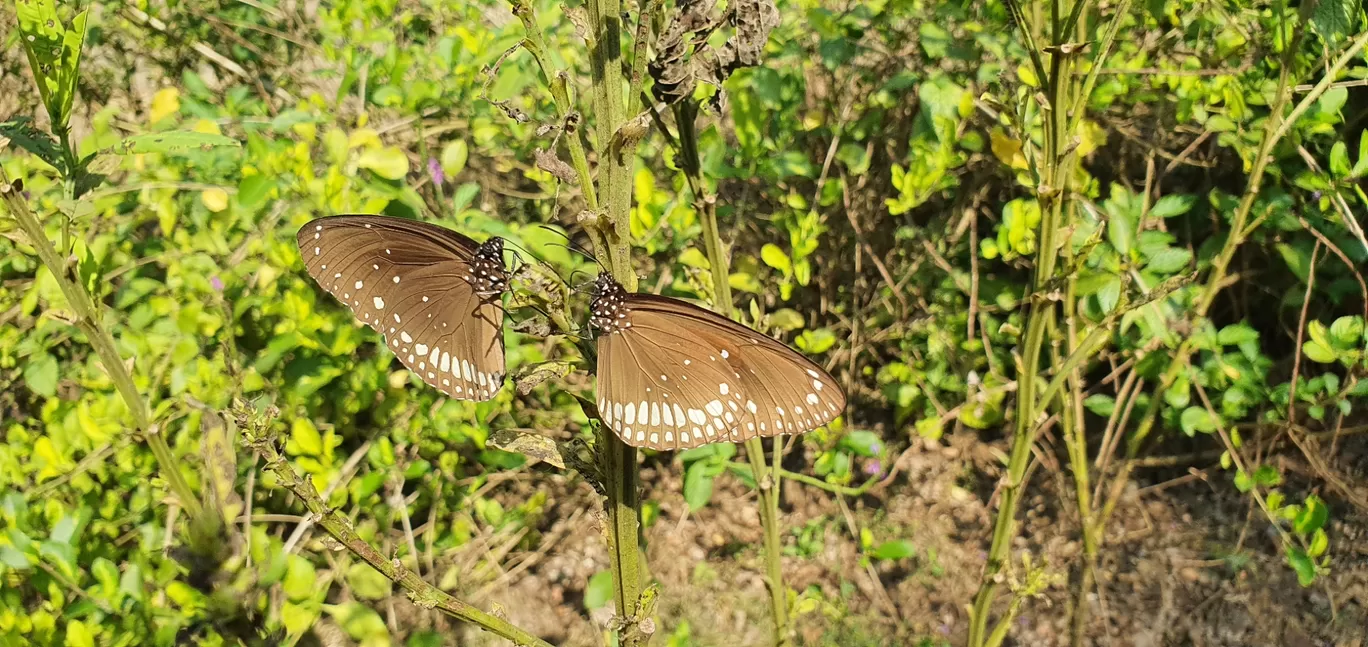 Photo of Ovalekar Wadi Butterfly Garden By Casual Explorer