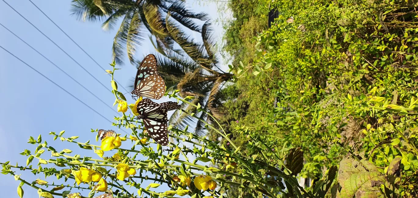 Photo of Ovalekar Wadi Butterfly Garden By Casual Explorer