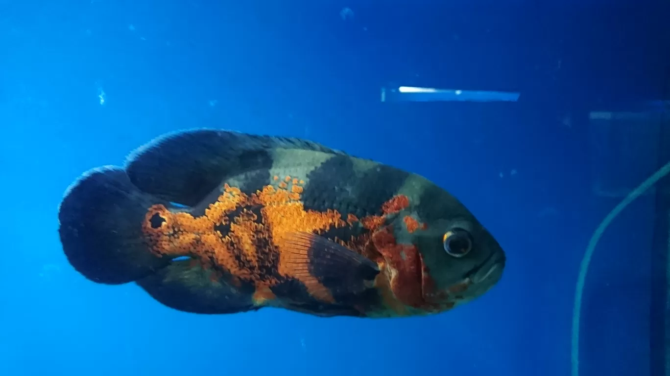 Photo of Fish Aquarium By Casual Explorer