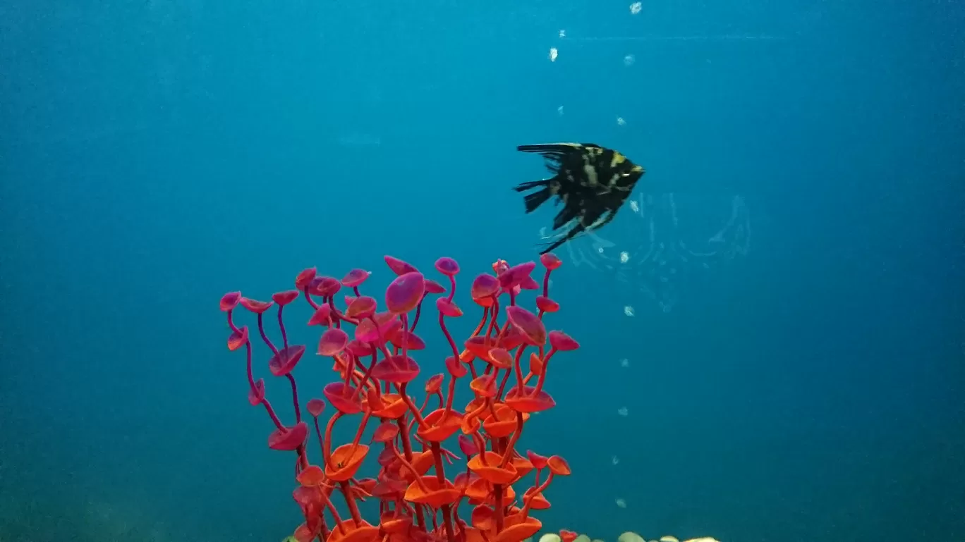 Photo of Fish Aquarium By Casual Explorer