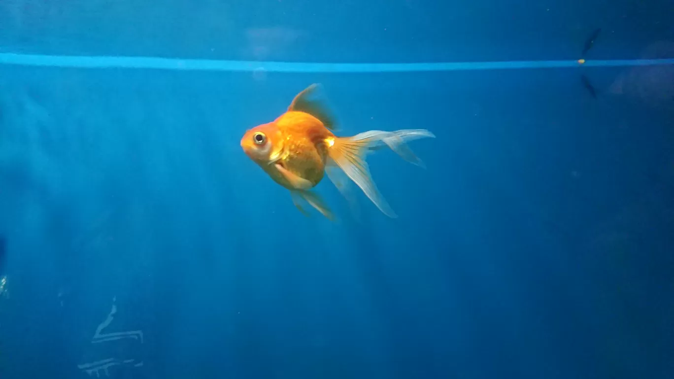 Photo of Fish Aquarium By Casual Explorer