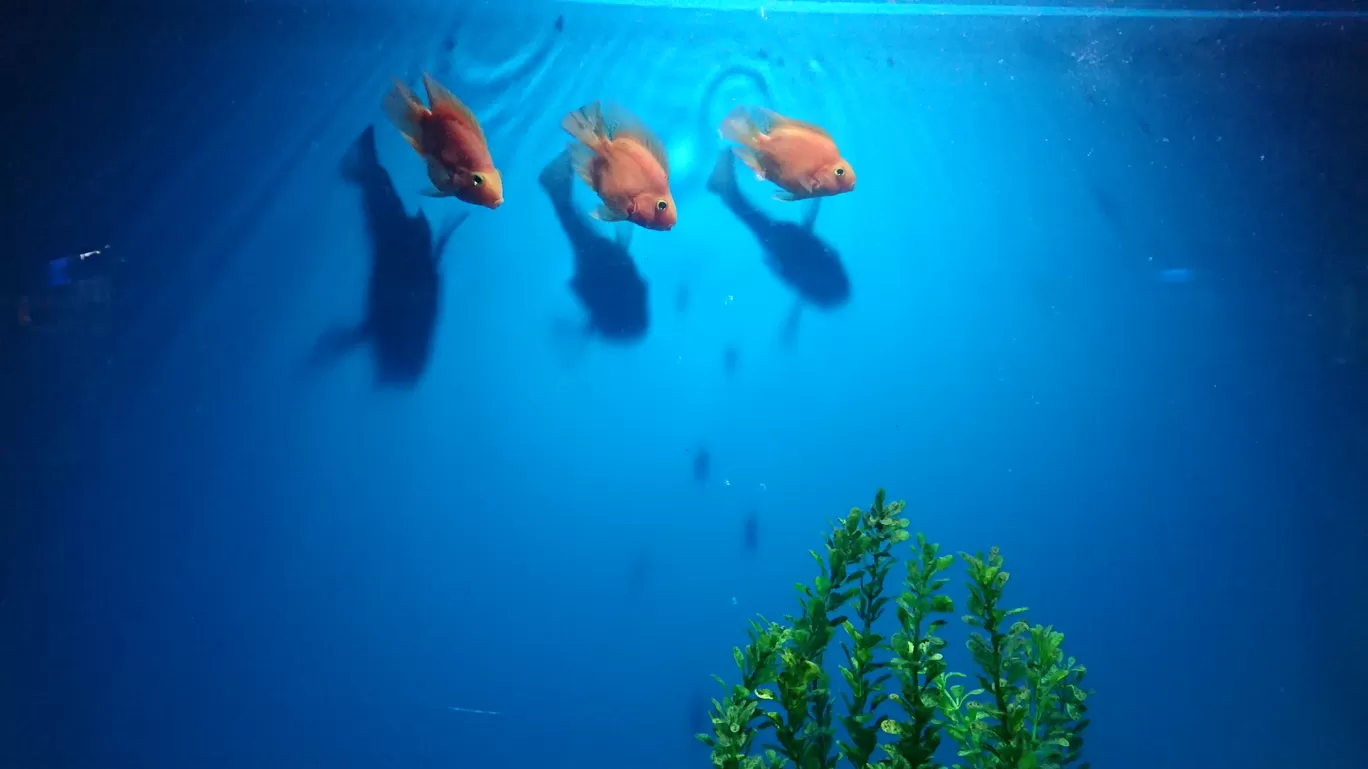 Photo of Fish Aquarium By Casual Explorer