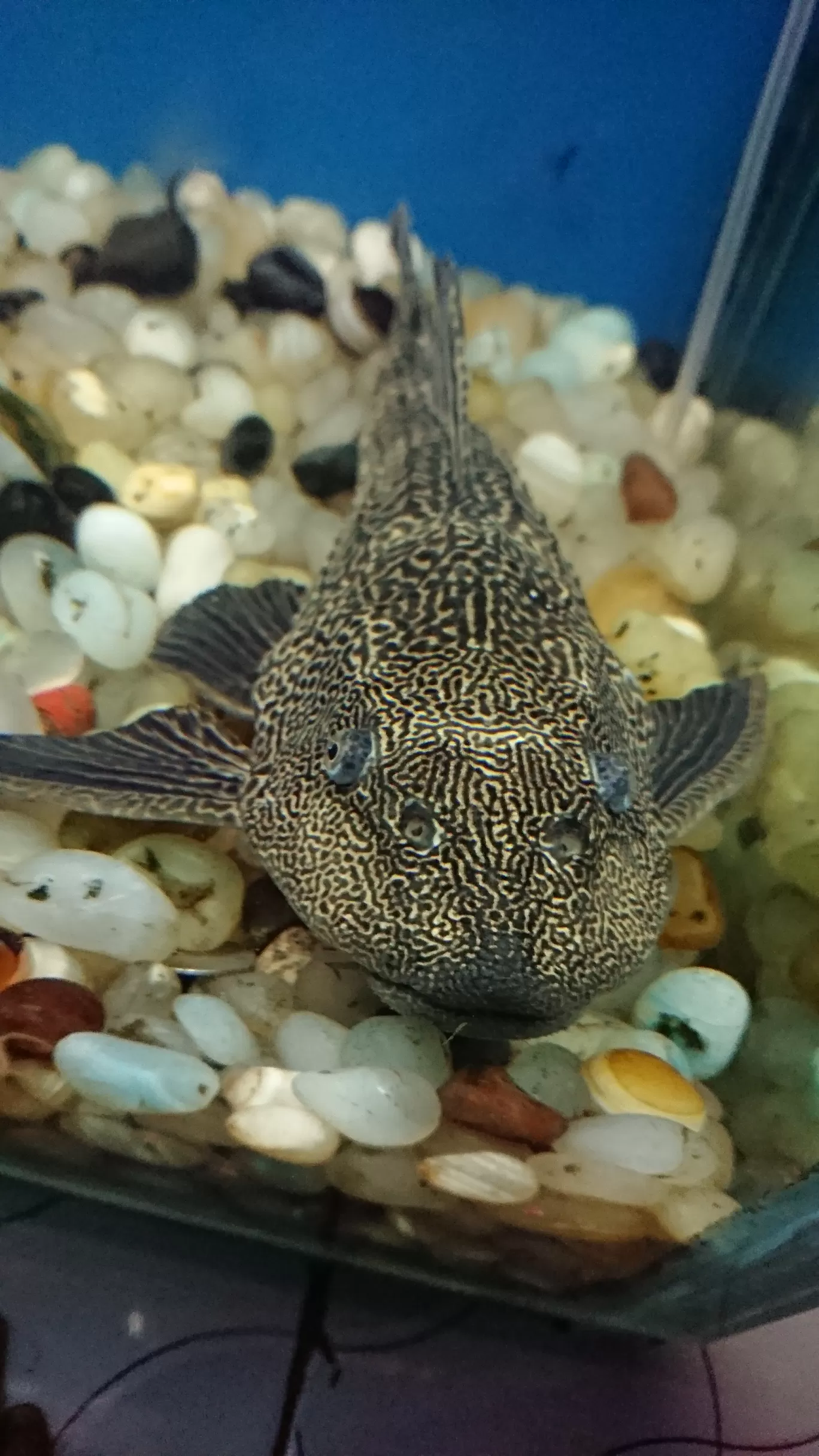 Photo of Fish Aquarium By Casual Explorer